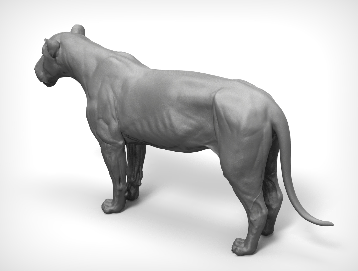 Lion big cat model - TurboSquid 1214399
