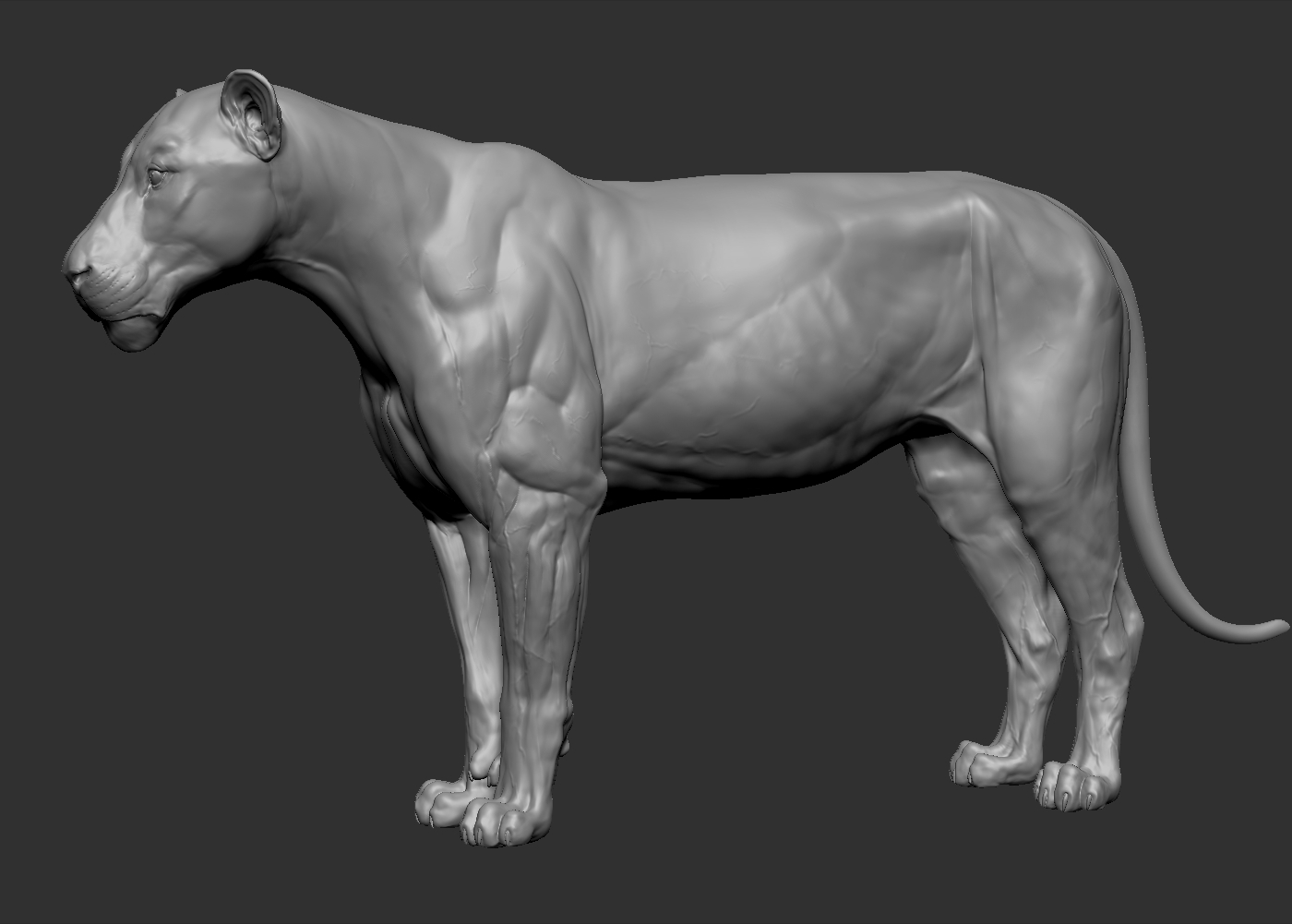 Lion big cat model - TurboSquid 1214399