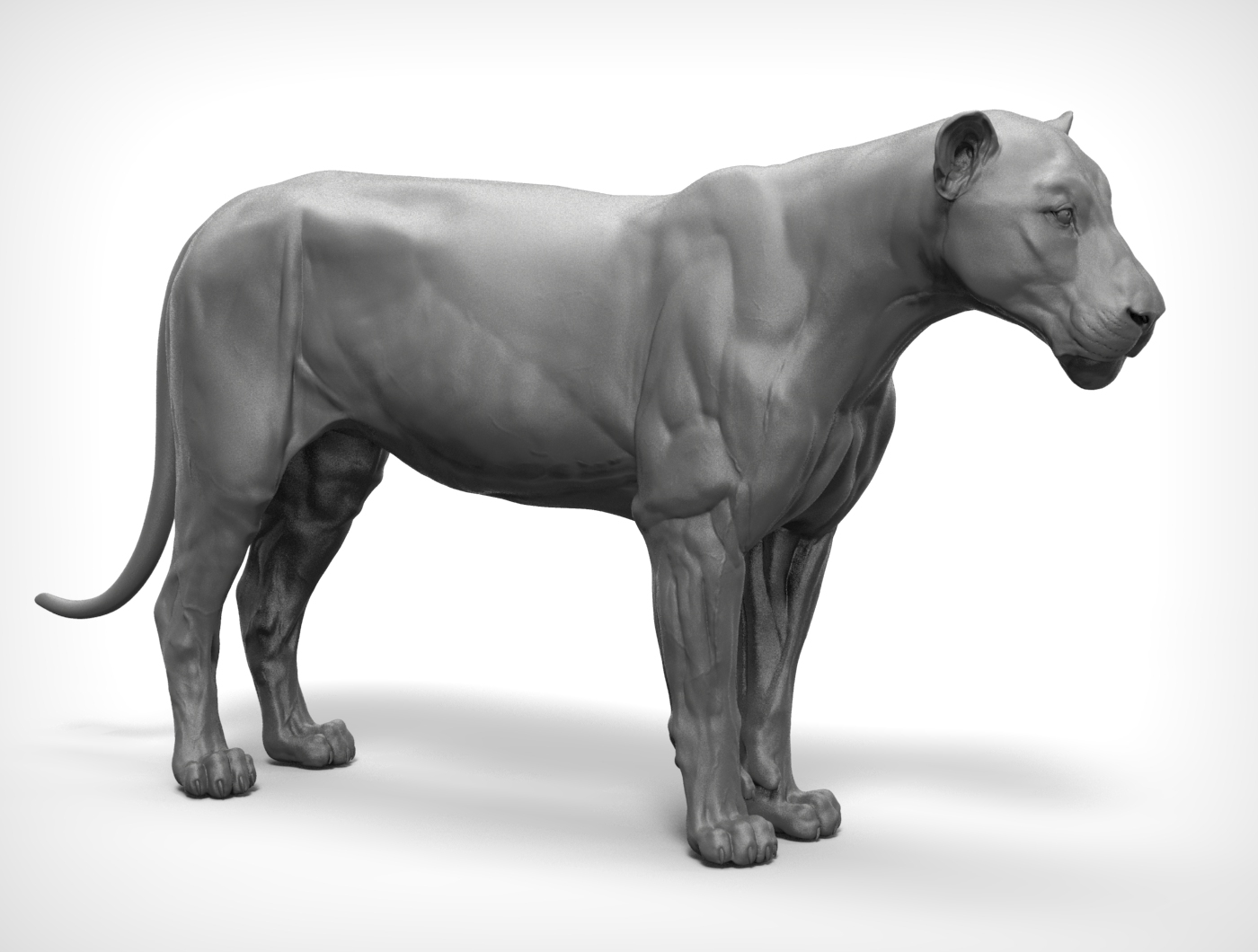 Lion big cat model - TurboSquid 1214399