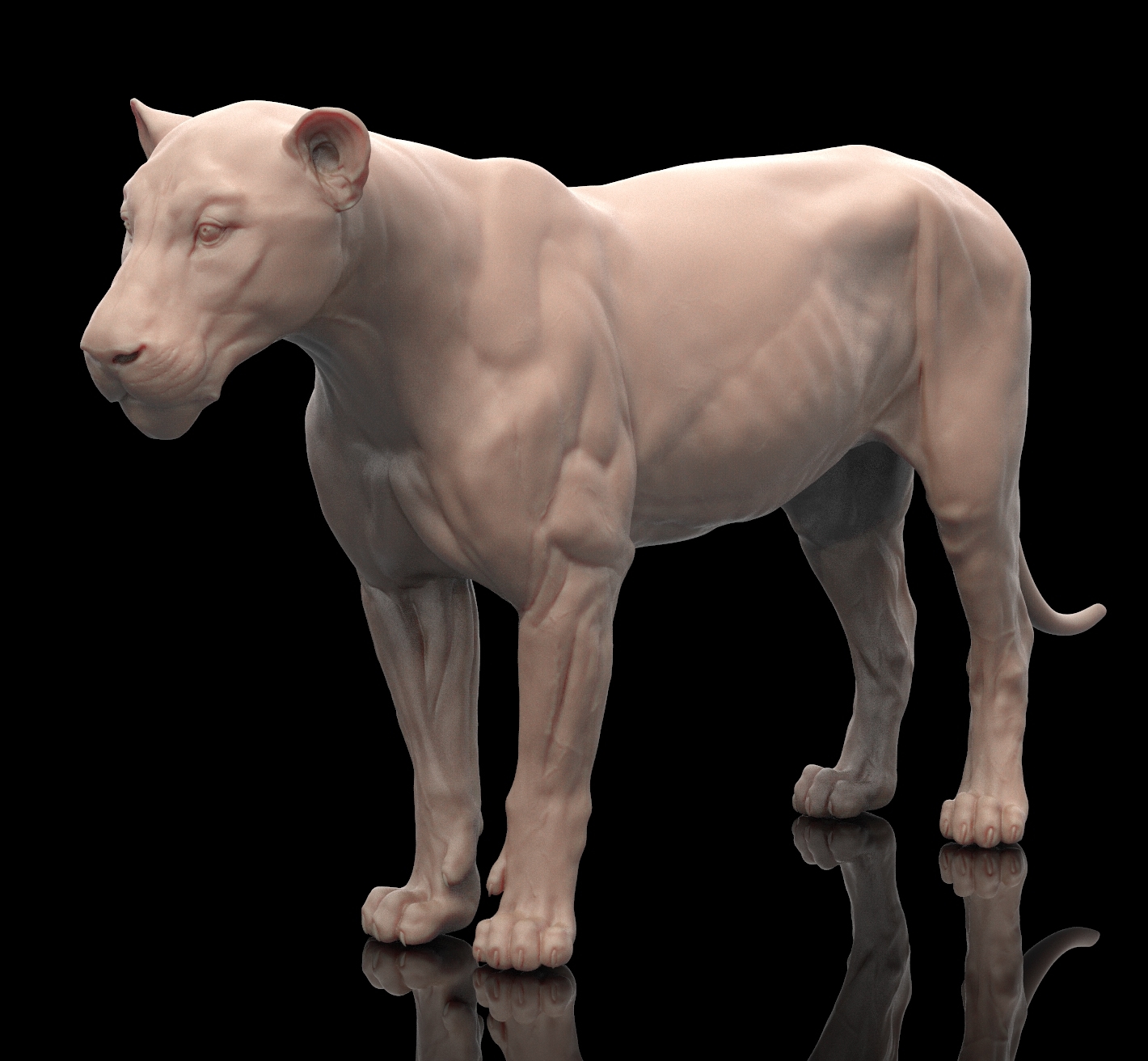 Lion big cat model - TurboSquid 1214399