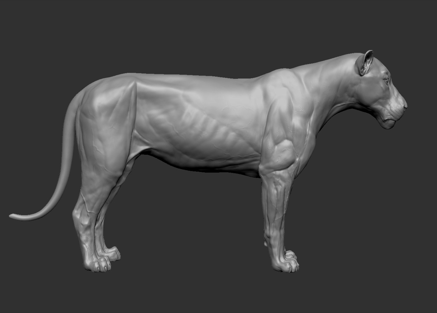 Lion big cat model - TurboSquid 1214399