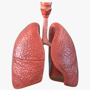 3D model lung anatomy