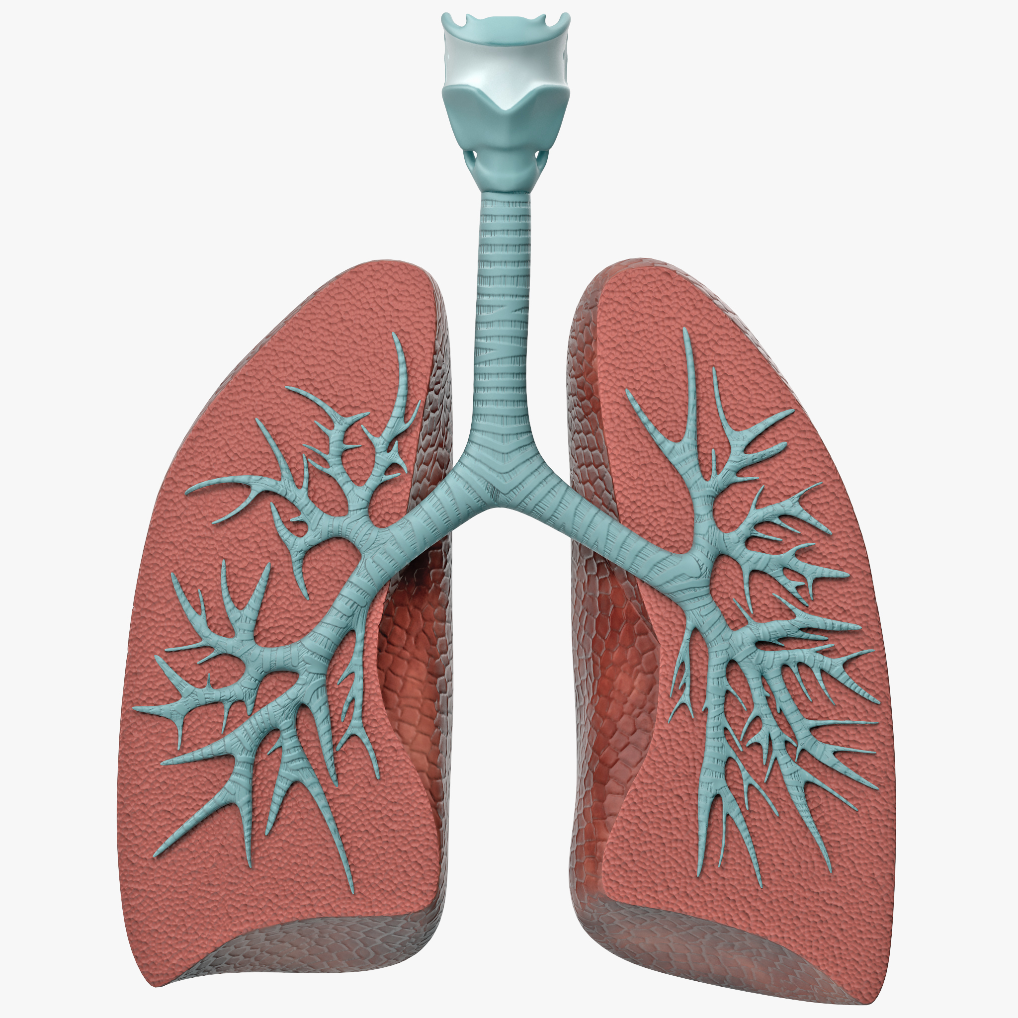 3D lung anatomy dissection modeled model - TurboSquid 1214482