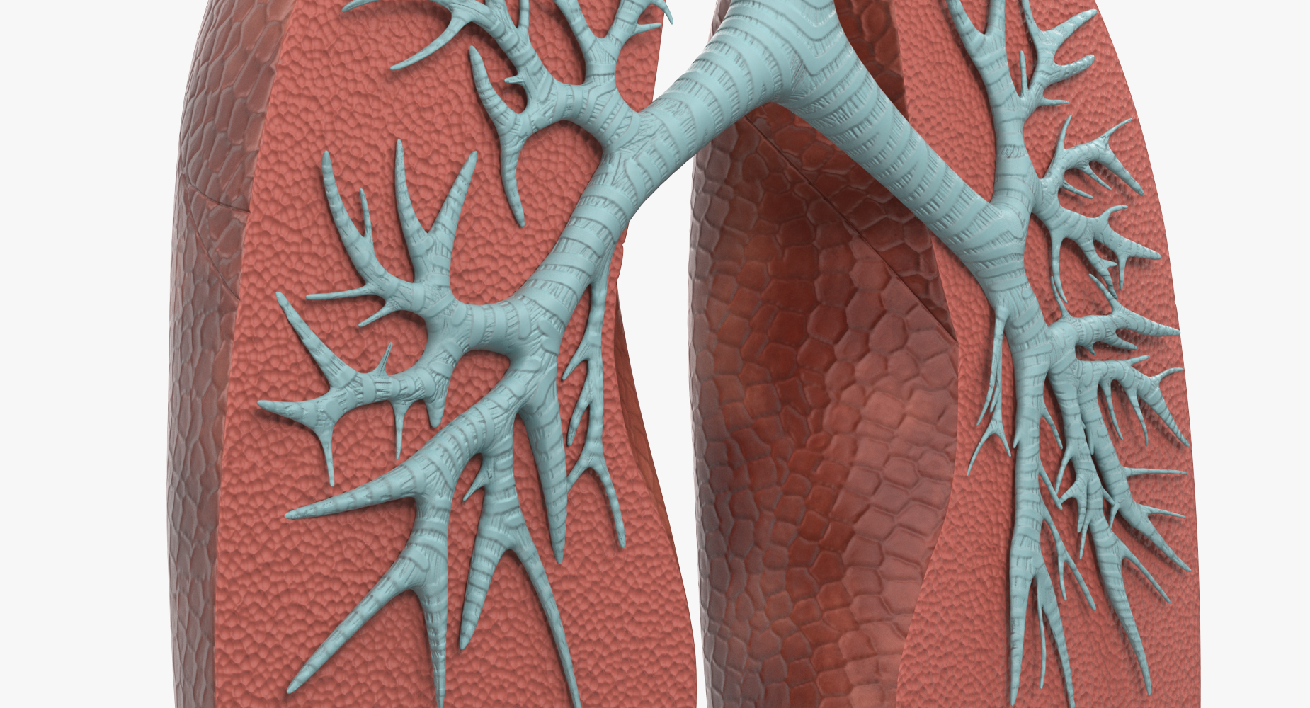 3D lung anatomy dissection modeled model - TurboSquid 1214482