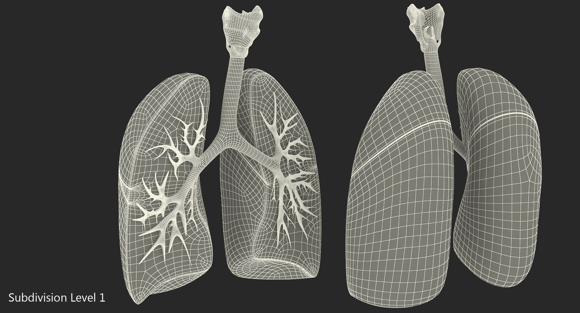 3D lung anatomy dissection modeled model - TurboSquid 1214482