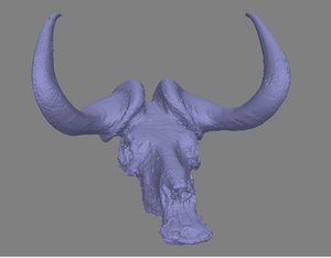 3D model buffalo skull raw scan