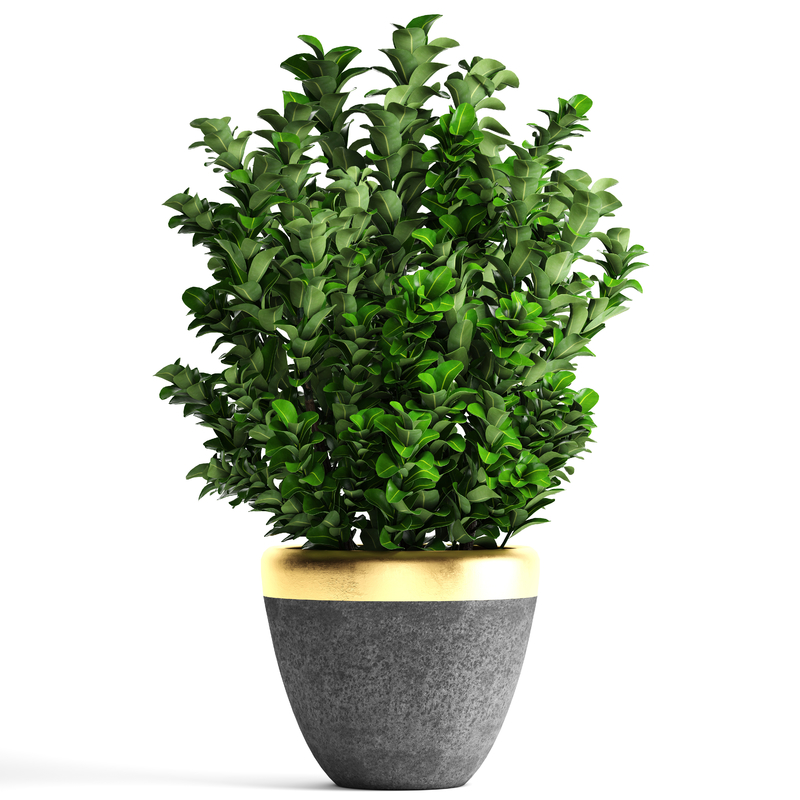 Plant pot buxus sempervirens model TurboSquid 1214745