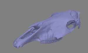 cow skull scan data 3D model