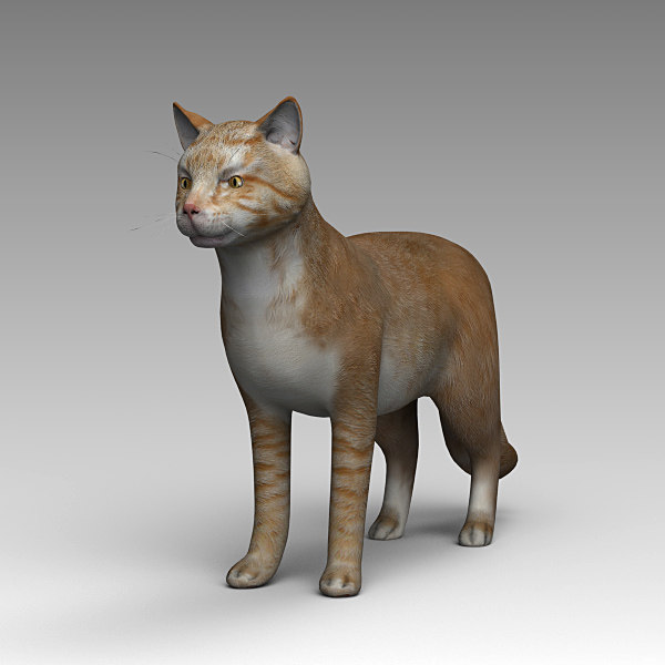 赤毛の猫3dモデル Turbosquid