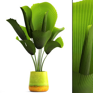 3D model licuala palm