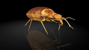 insect 3D model