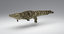 3D realistic crocodile rigging animation model