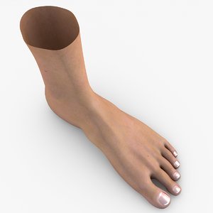 human foot model