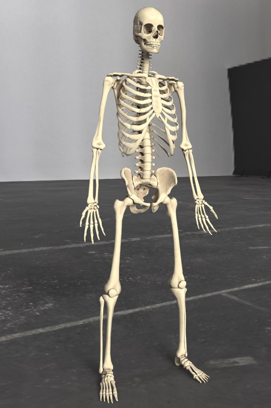 Human skeleton 3D - TurboSquid 1215334