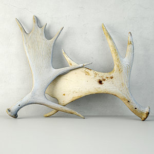 naturally-shed moose antlers 3D