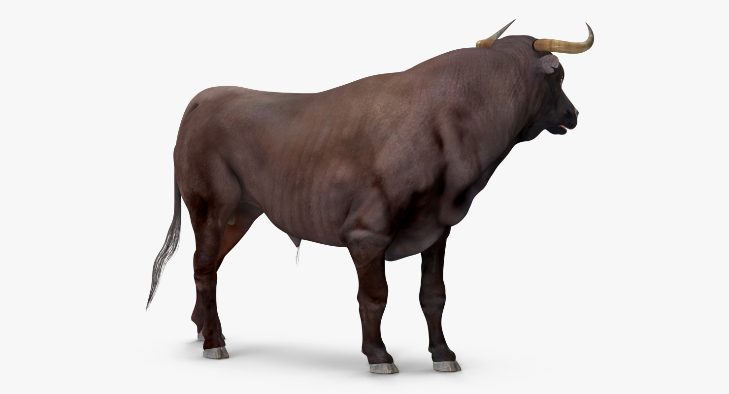 3d model bull standing pose