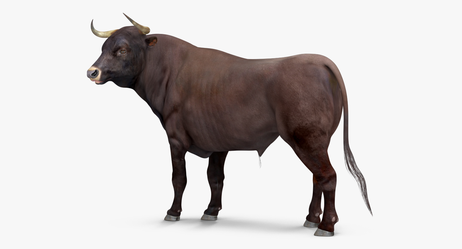 3d model bull standing pose