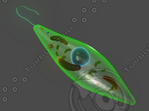green euglena 3D