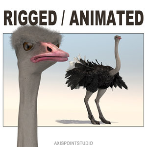 3D animation african ostrich model