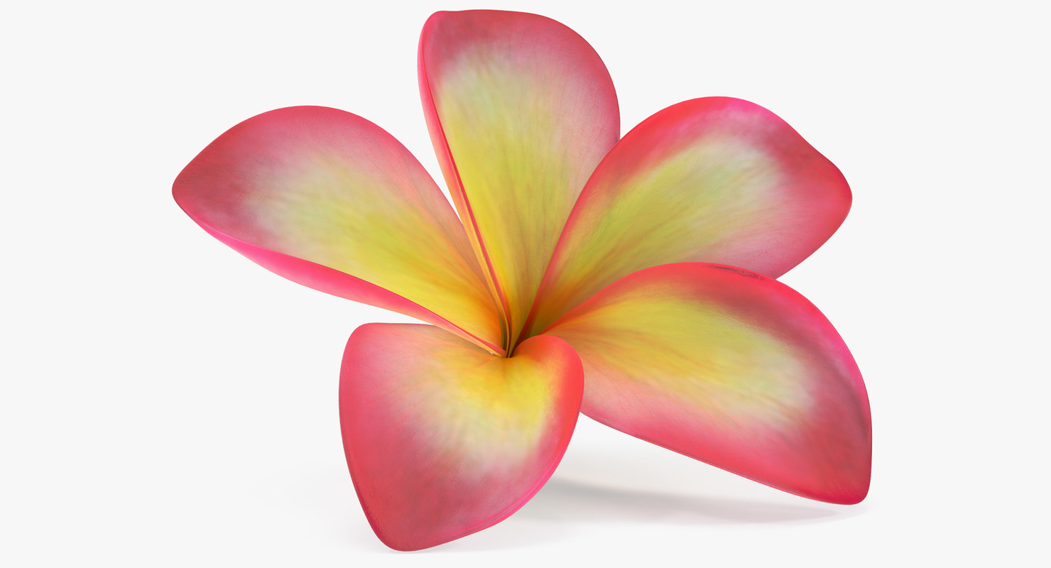 3D plumeria exotic flower model TurboSquid 1215948