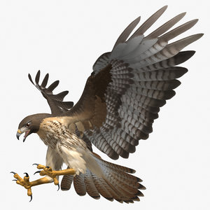 3D model rigged red-tailed hawk tail