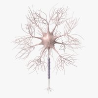 nerve cell 3d models