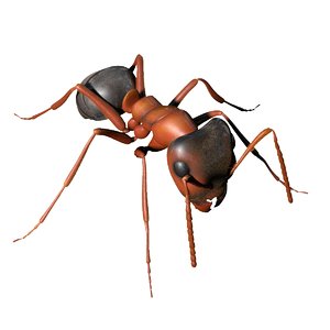 photorealistic ant rigged 3D model