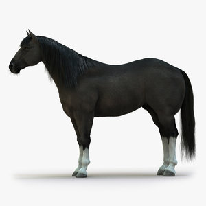 horse black rigged fur 3D model