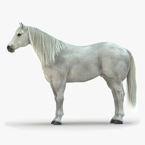 horse white grey rigged 3D