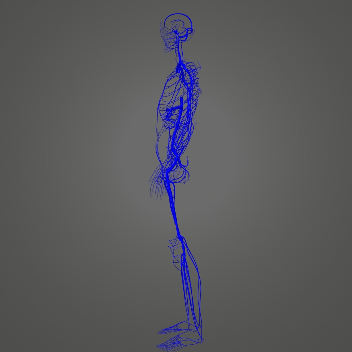 Body Arteries Veins 3D Model - TurboSquid 1216981