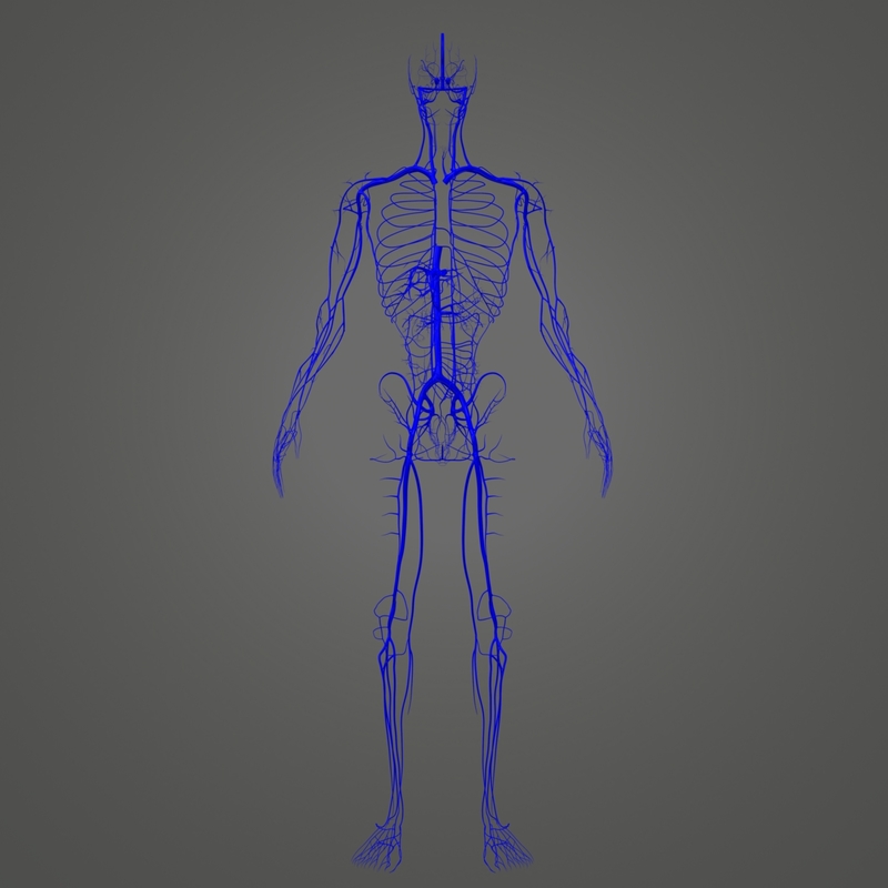 Body Arteries Veins 3D Model - TurboSquid 1216981