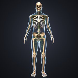 body skeleton lymph model