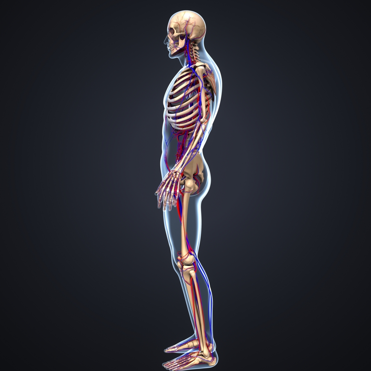 Body Skeleton Arteries 3D - TurboSquid 1216990