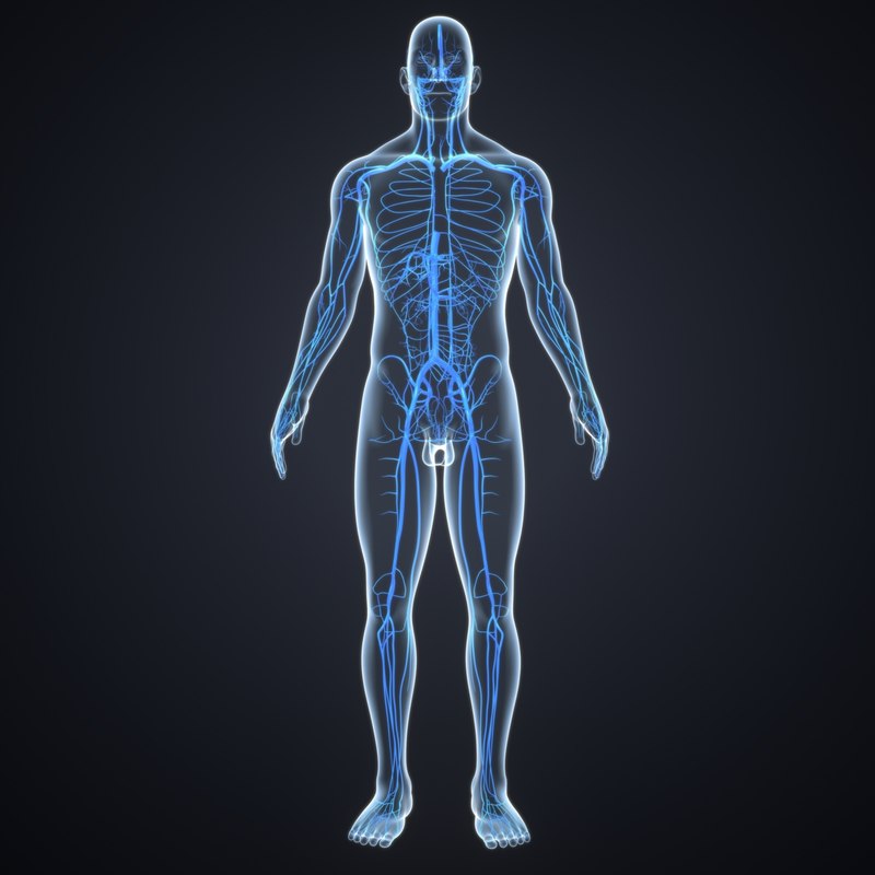Body veins 3D model TurboSquid 1216991
