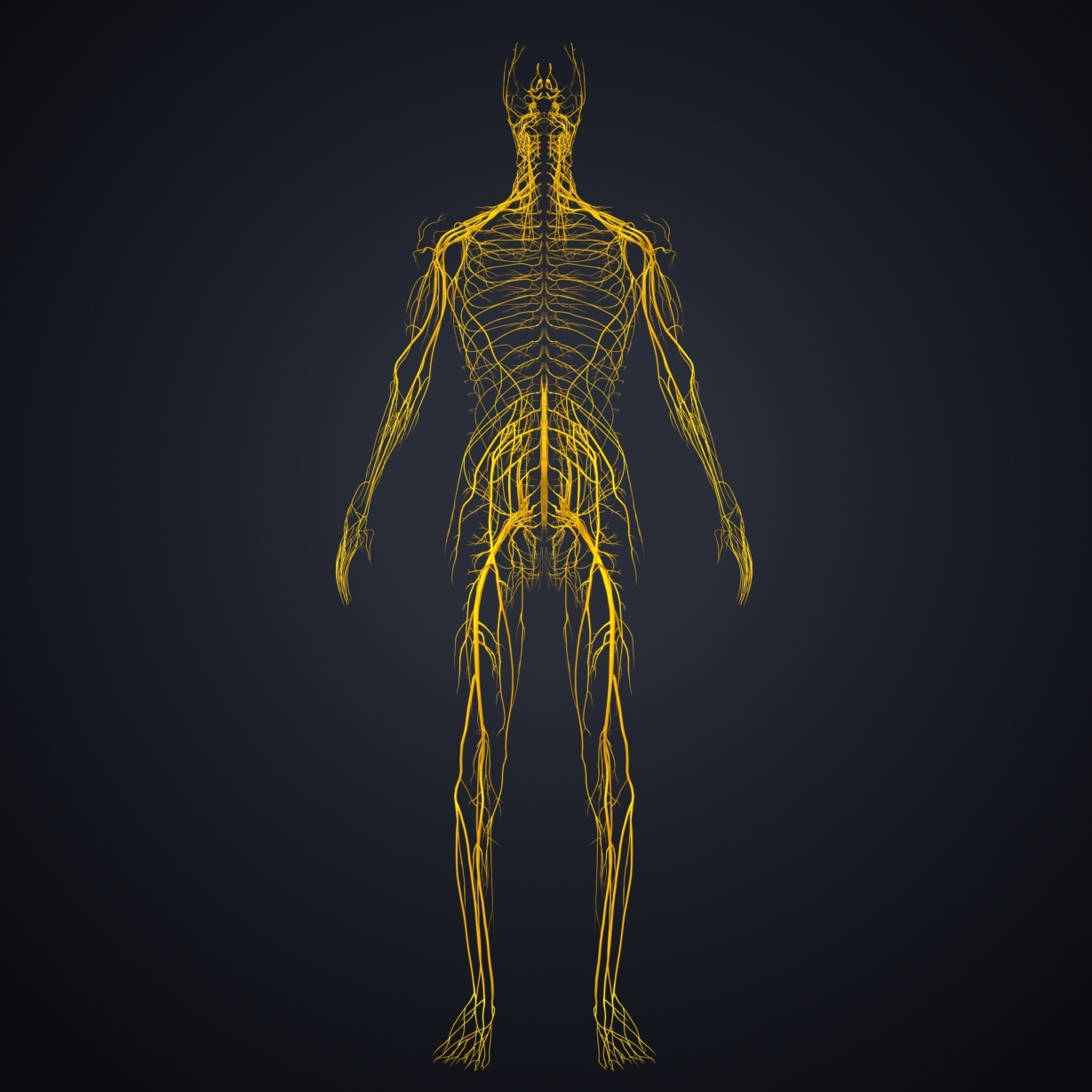 3D Body Skeleton Arteries Veins Model - TurboSquid 1216993