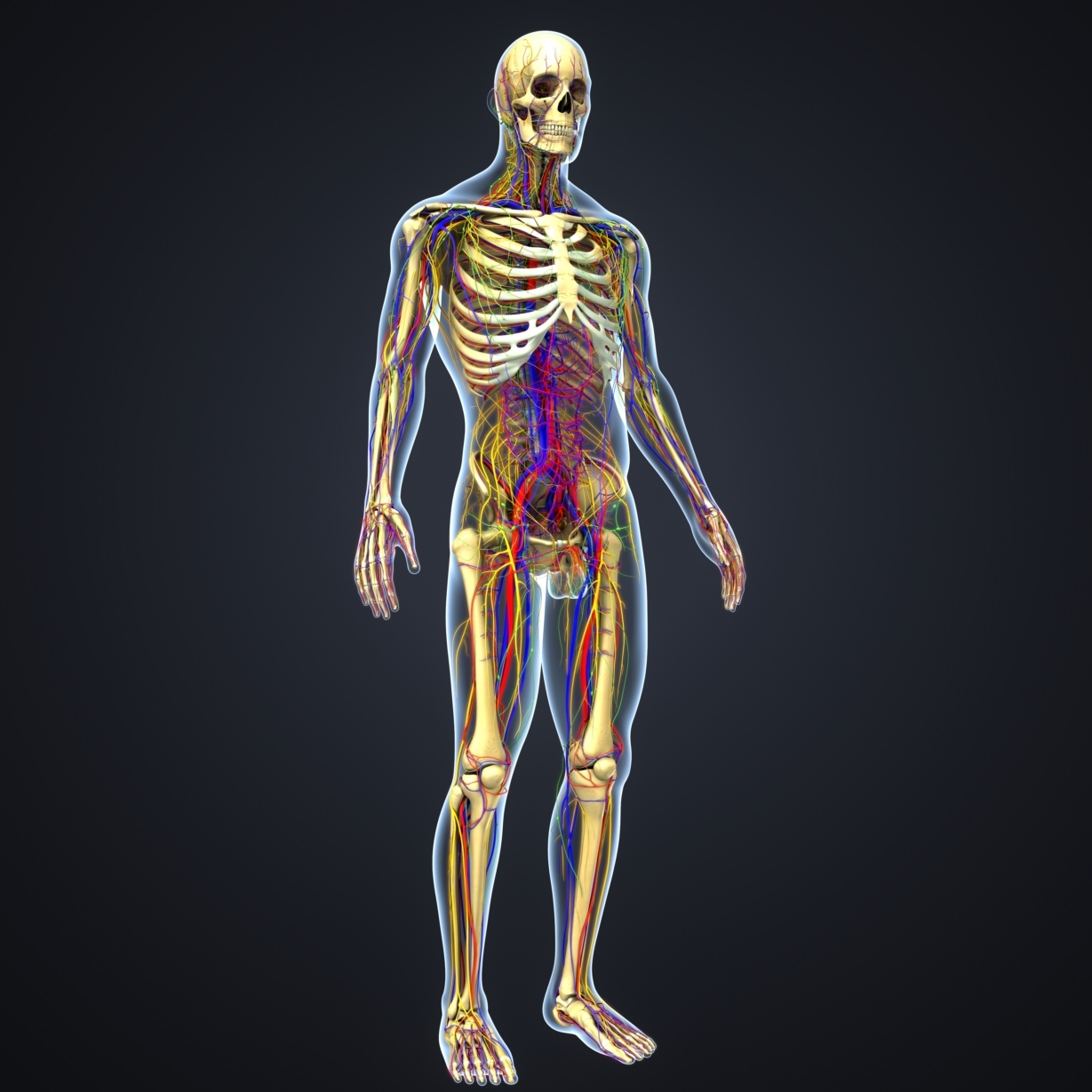 3D body skeleton arteries veins model - TurboSquid 1216993