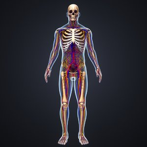 body skeleton arteries veins 3D model