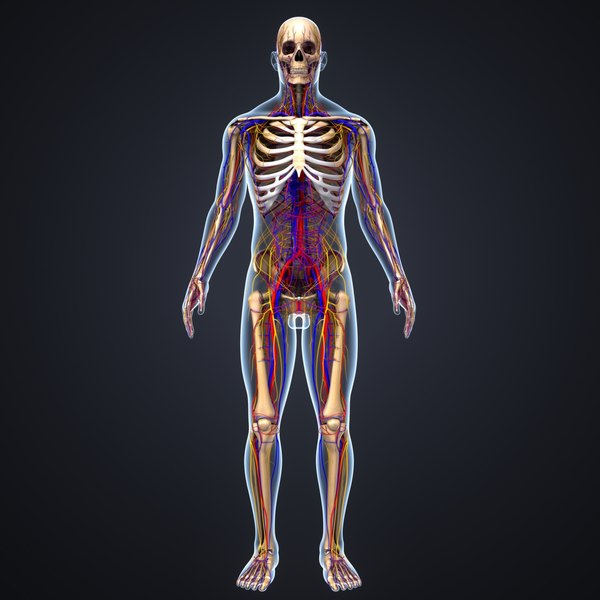 Body Skeleton Arteries Veins 3d Model Turbosquid