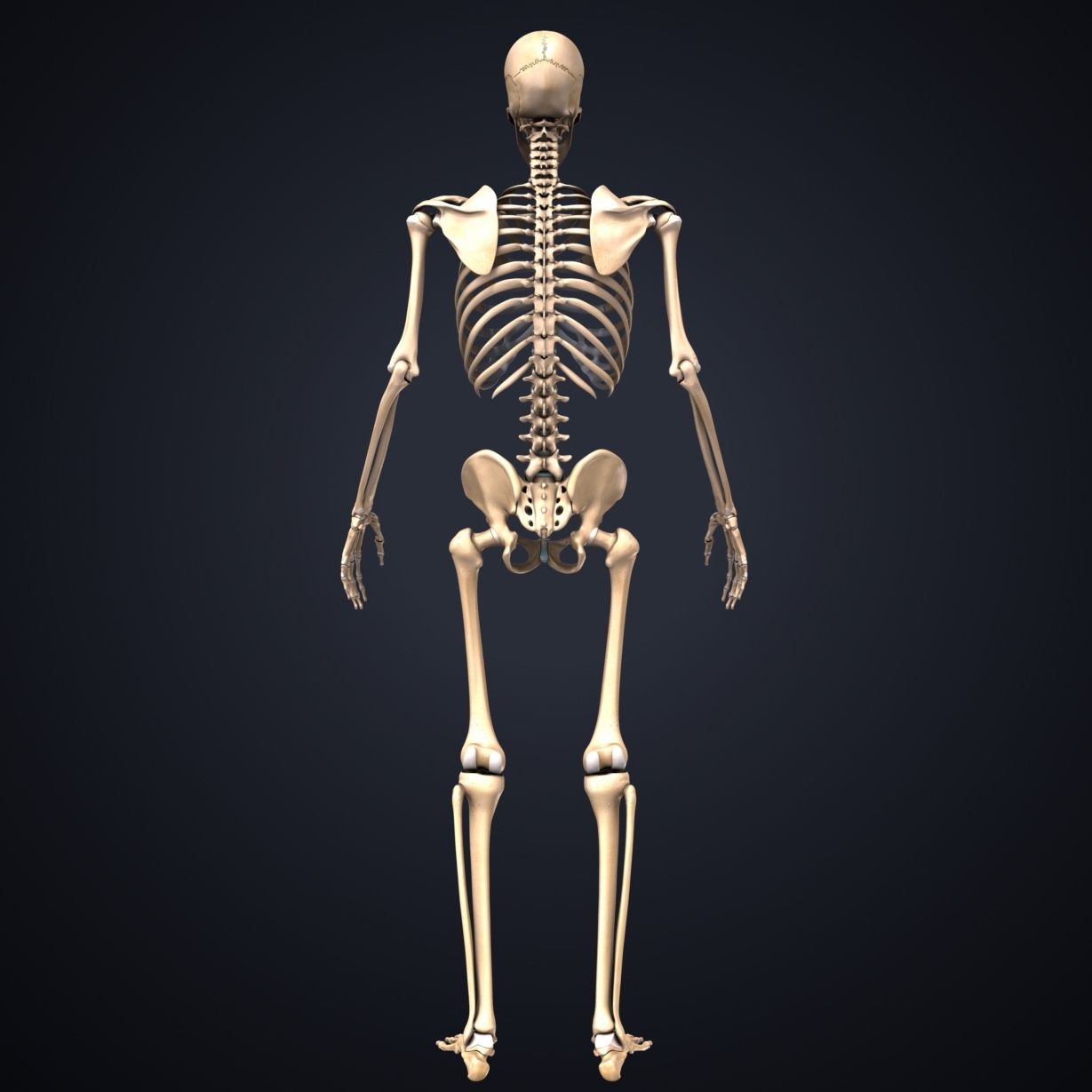 Body Skeleton Arteries Veins 3D Model - TurboSquid 1216994