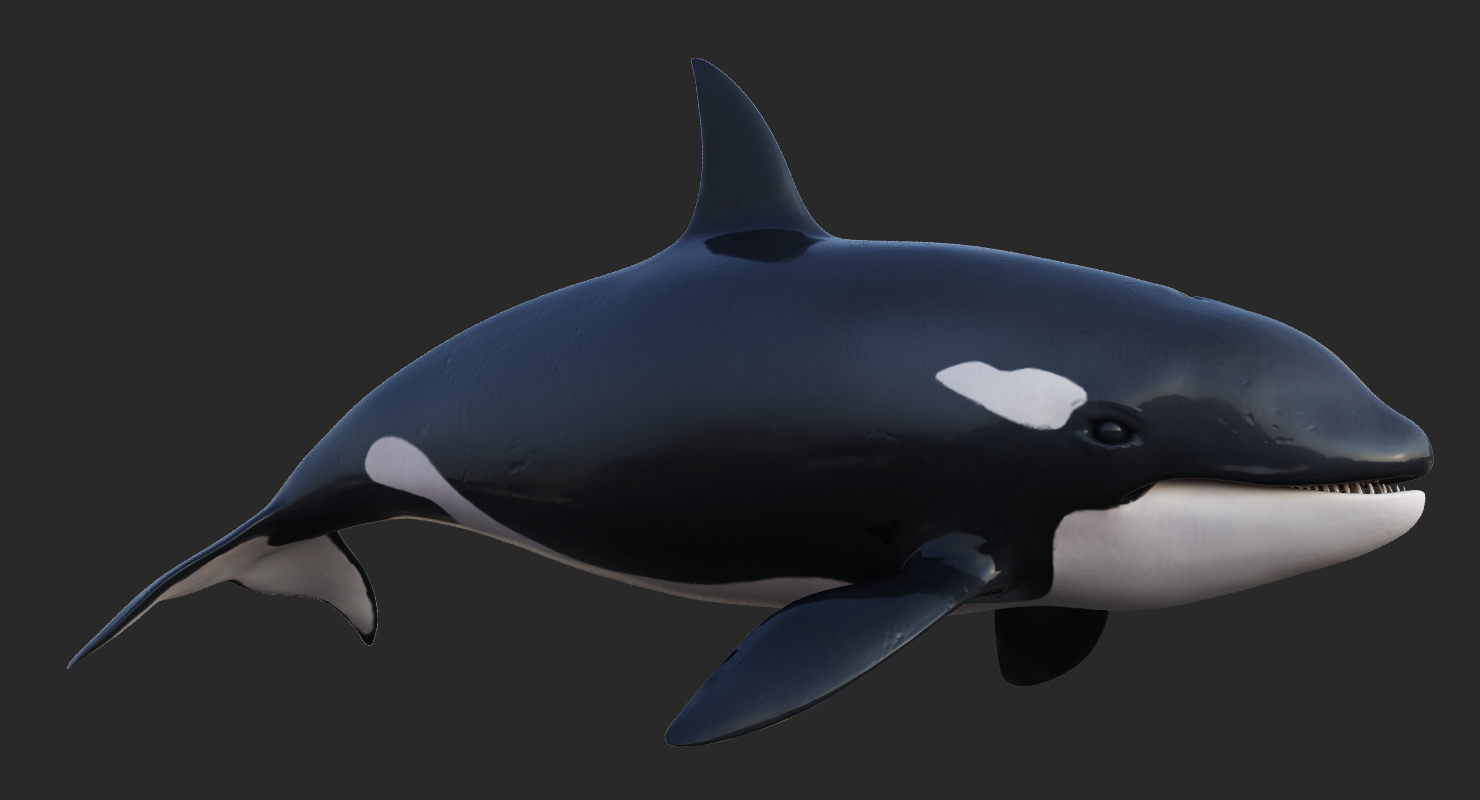 动画虎鲸3d模型