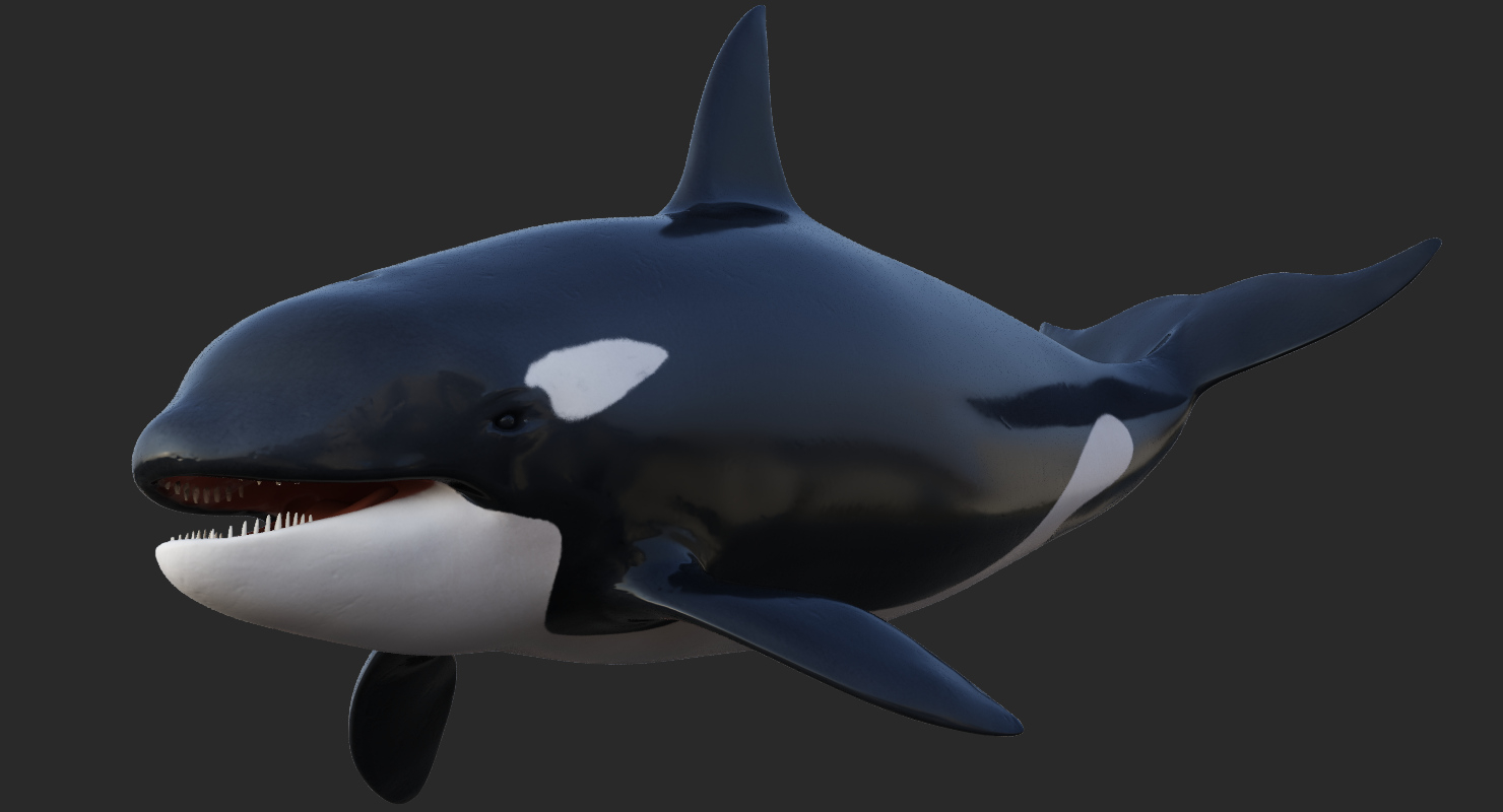 3d killer whale rigging animation model