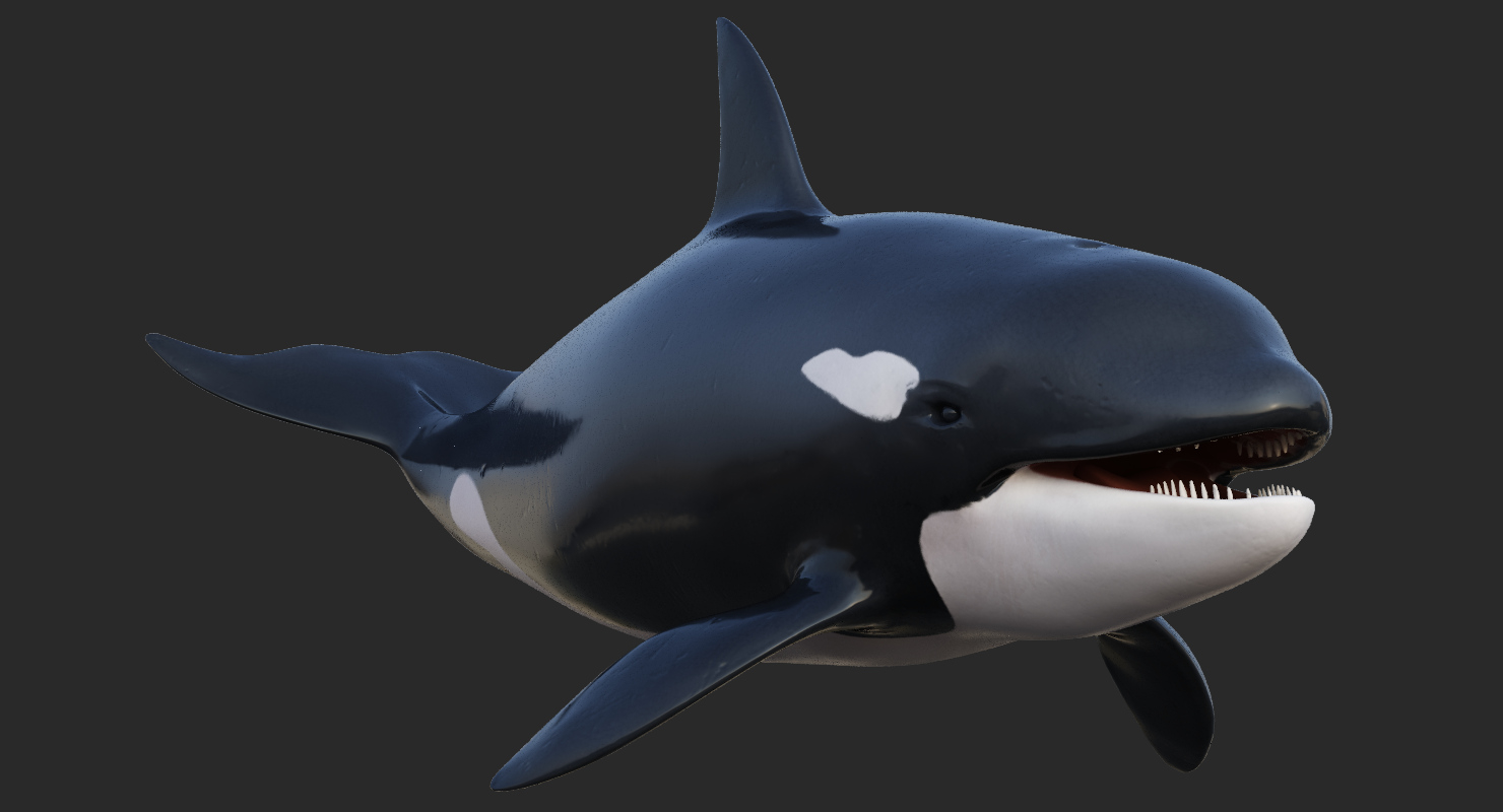 3d killer whale rigging animation model