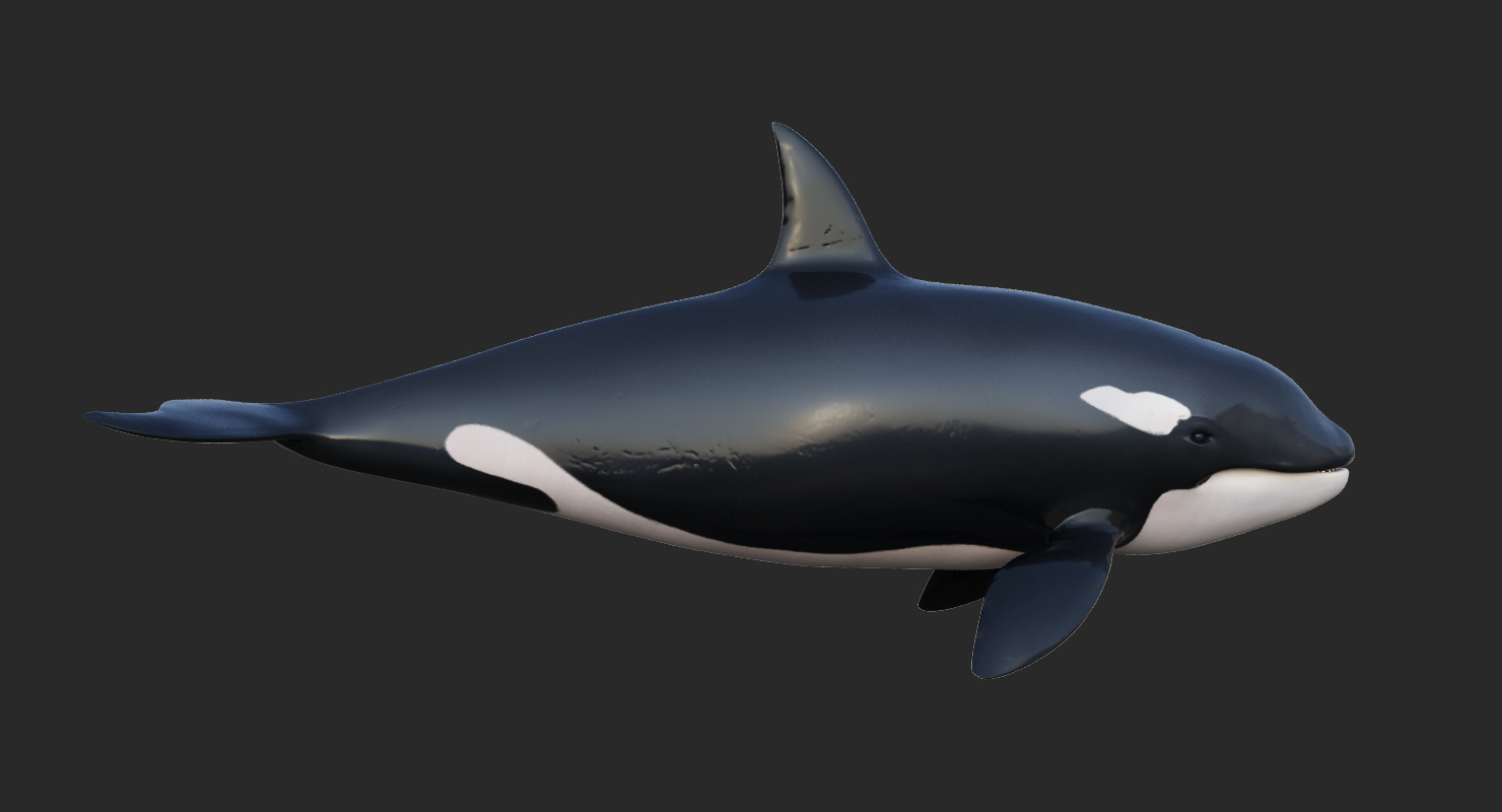 动画虎鲸3d模型