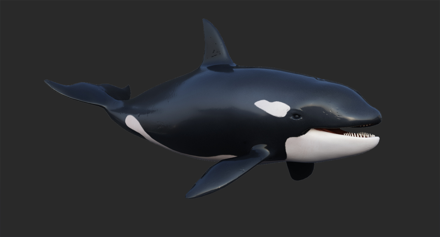 动画虎鲸3d模型