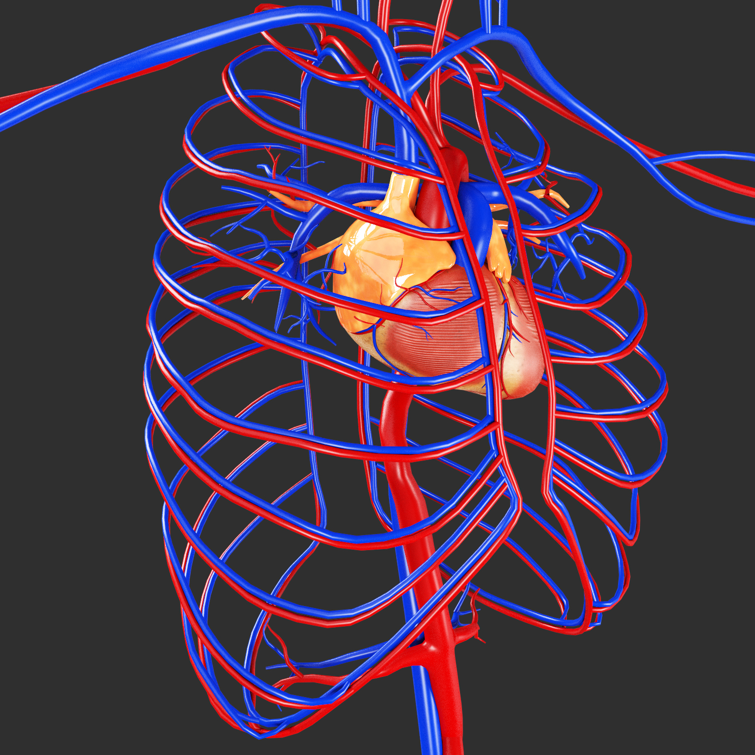 Human circulatory - 3D - TurboSquid 1217094