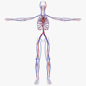 human circulatory - 3D