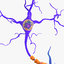 3D neuron receptors cells