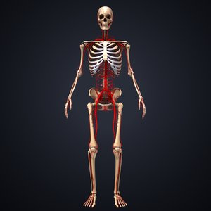 3D skeleton arteries model