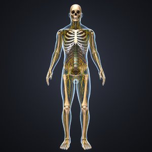 3D body skeleton nerves model
