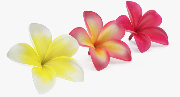 Plumeria flower 3D model TurboSquid 1217827